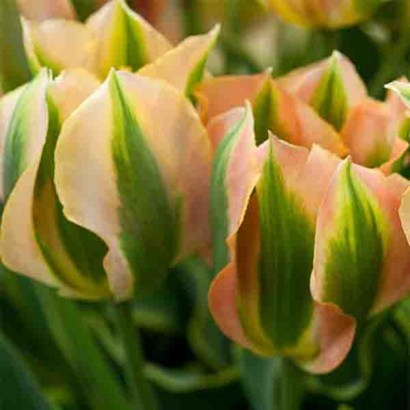 Tulipano Viridiflora Green River (Fioritura)