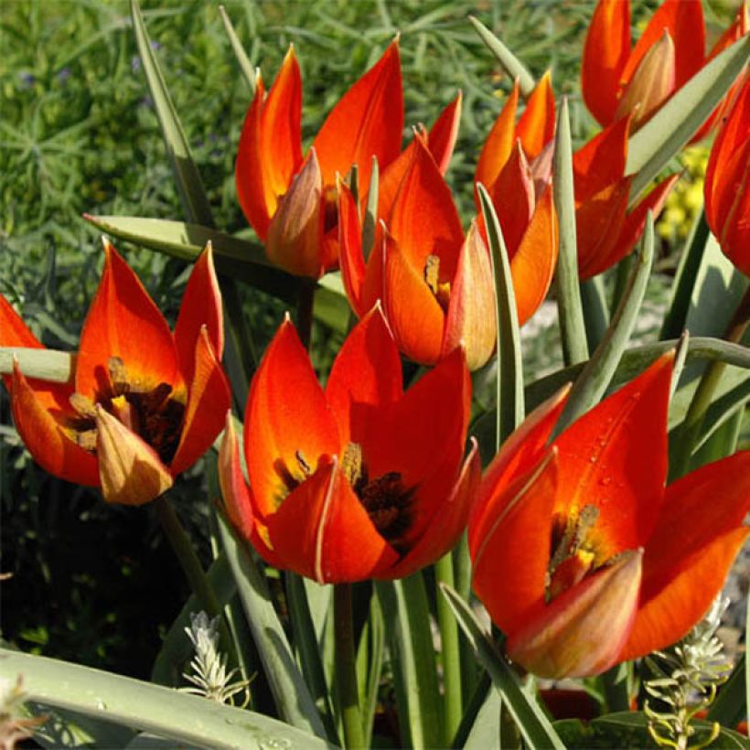 Tulipano whittallii - Tulipano botanico (Fioritura)