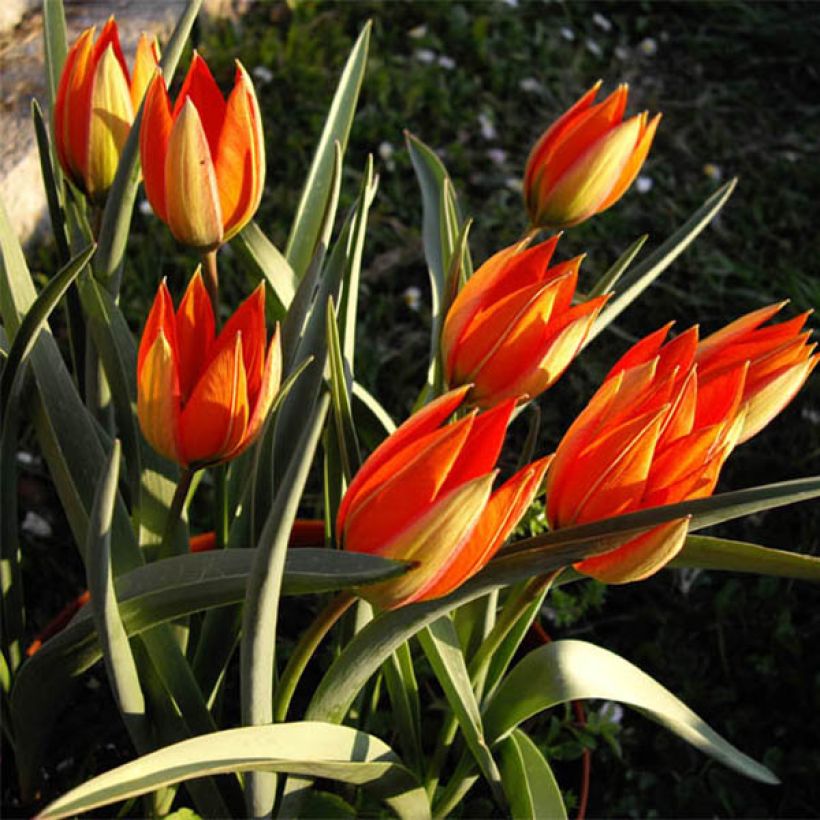 Tulipano whittallii - Tulipano botanico (Porto)