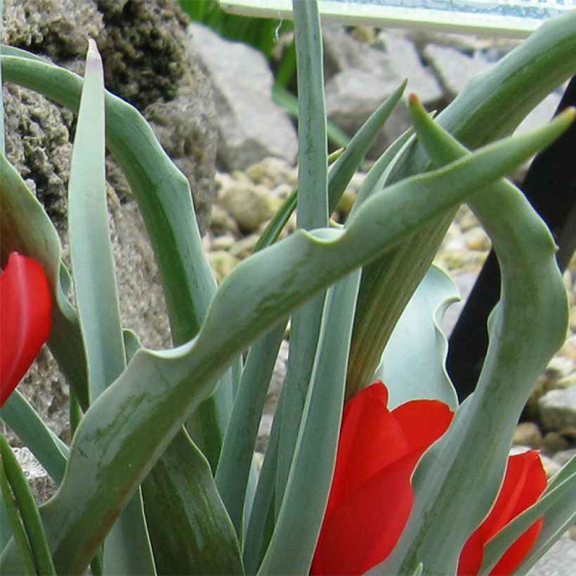 Tulipano wilsoniana - Tulipano selvatico (Fogliame)