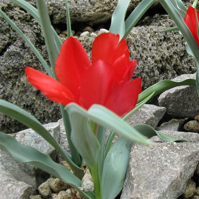 Tulipano wilsoniana - Tulipano selvatico (Porto)