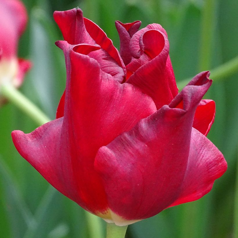 Tulipano Corona Red Dress (Fioritura)