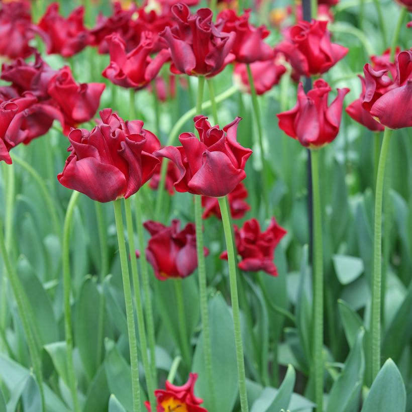 Tulipano Corona Red Dress (Porto)