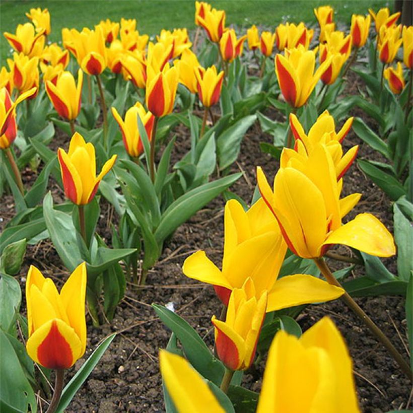 Tulipano kaufmanniana Goudstuck (Fioritura)