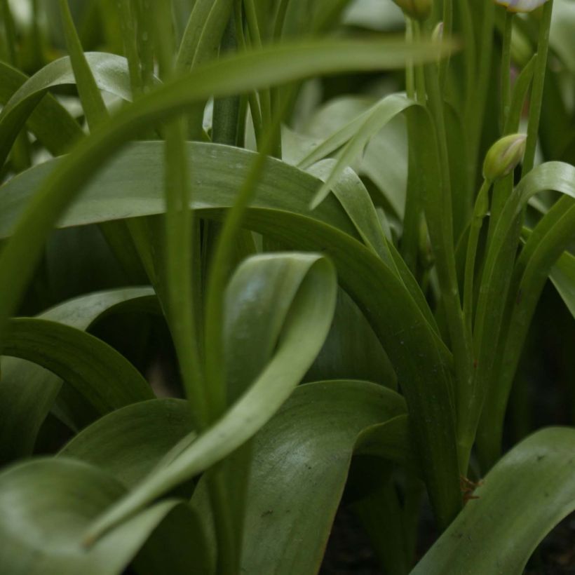 Tulipano saxatilis - Tulipano botanico (Fogliame)