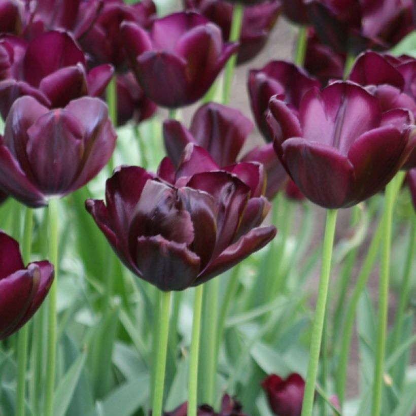 Tulipano Trionfo Black Jack (Fioritura)