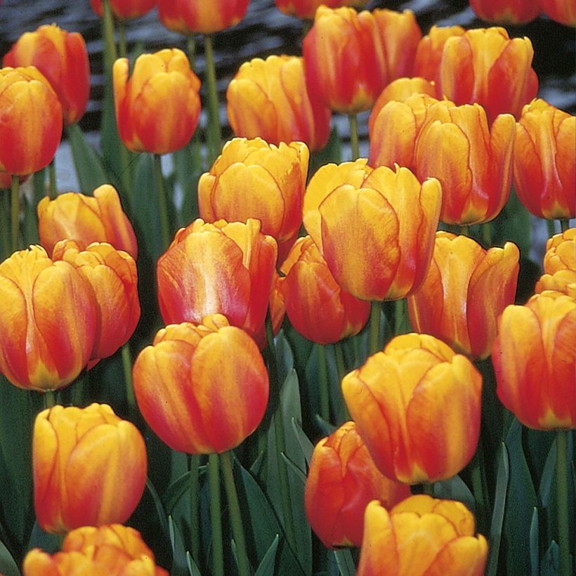 Tulipano Darwin Blushing Apeldoorn (Fioritura)