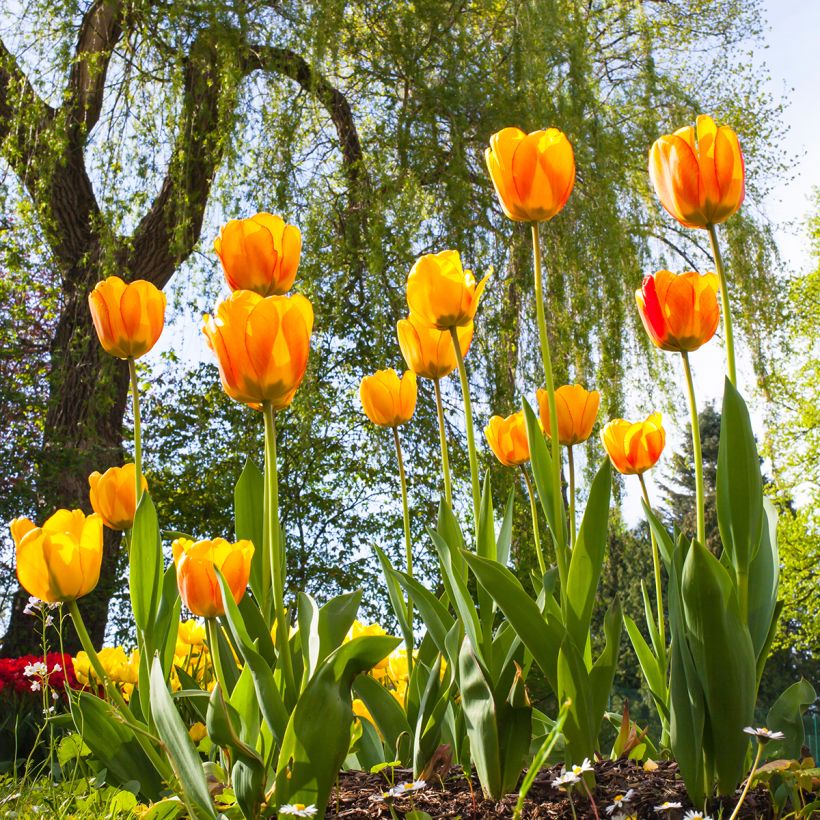 Tulipano Darwin Blushing Apeldoorn (Porto)