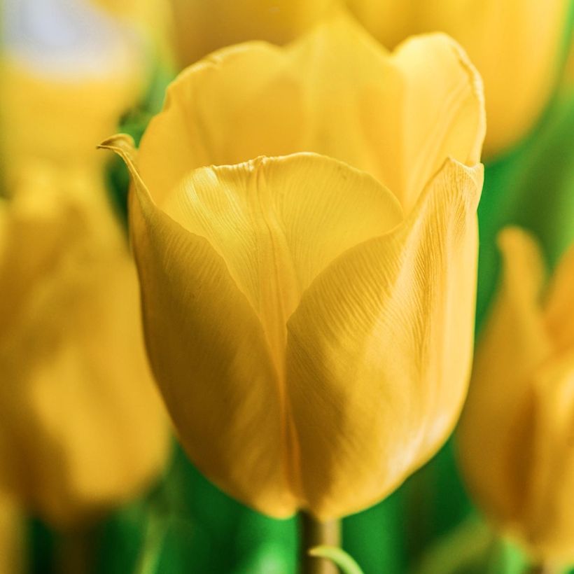 Tulipano Darwin Golden Apeldoorn (Fioritura)