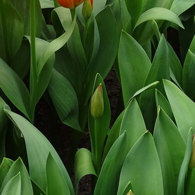 Tulipano Darwin Orange Balloon (Fogliame)