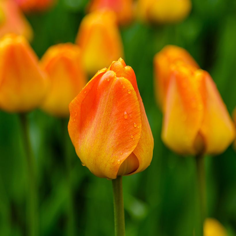 Tulipano Darwin Orange Lion (Fioritura)