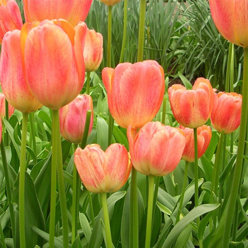 Tulipano Darwin Tequila Sunrise (Fioritura)