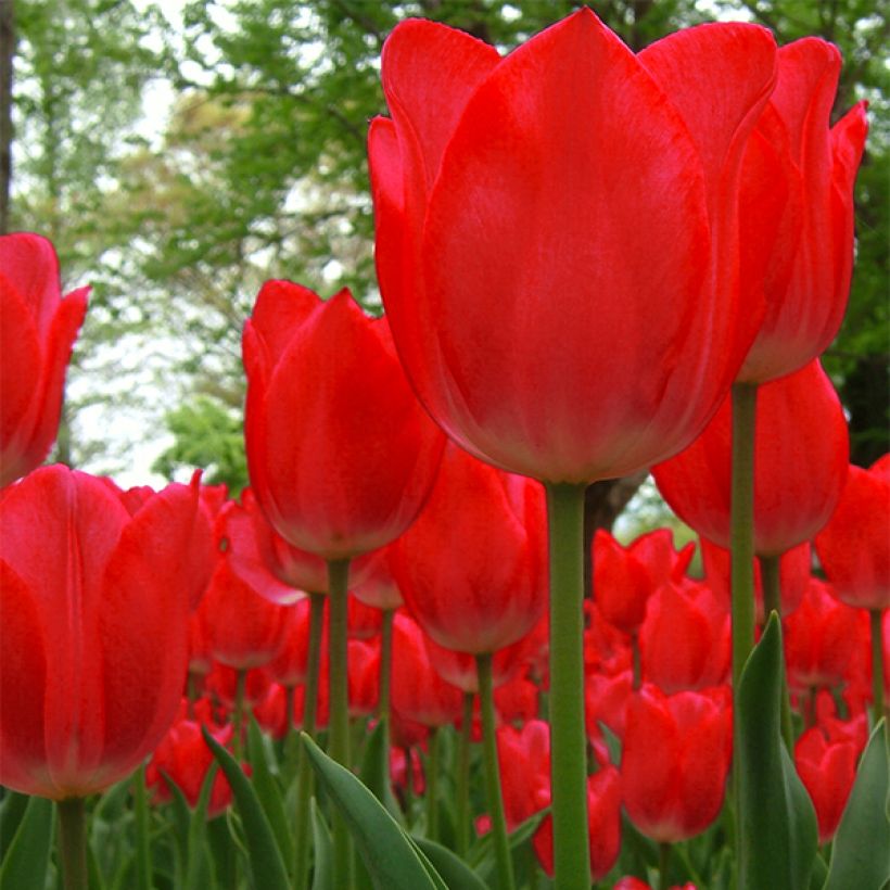 Tulipano Darwin Red Impression (Fioritura)