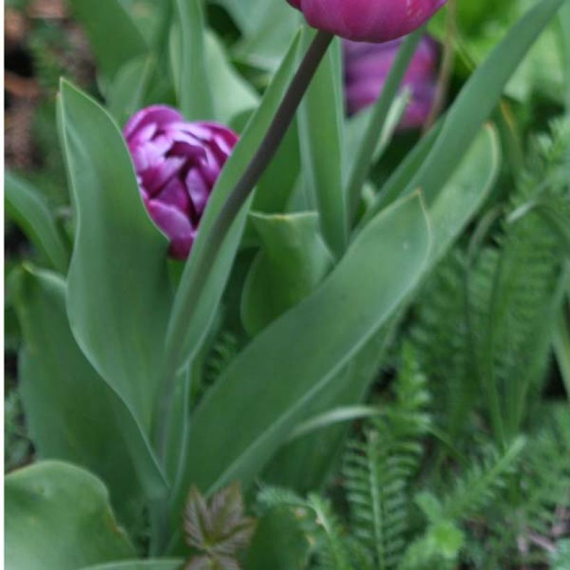 Tulipano Diamant Bleu (Fogliame)