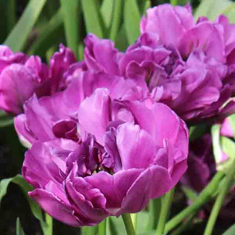 Tulipano Purple Pion (Fioritura)