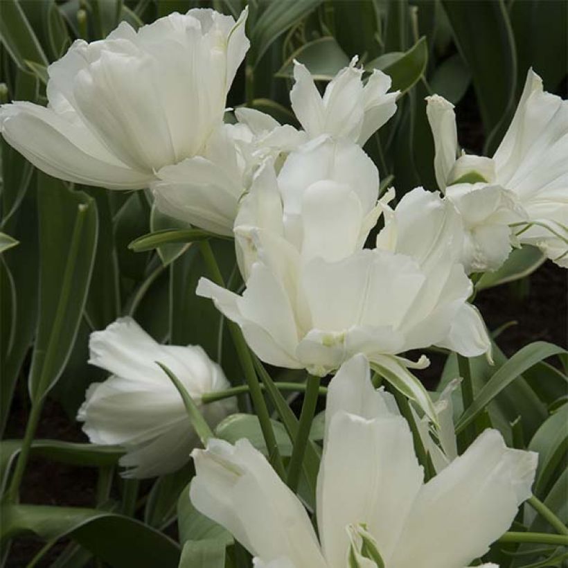 Tulipano Maureen Double (Fioritura)