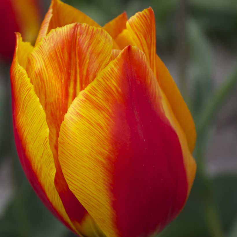 Tulipano Flair (Fioritura)