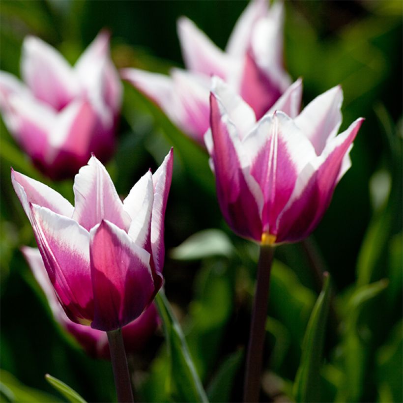 Tulipano Giglio Claudia (Fioritura)