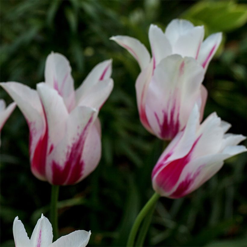 Tulipano Giglio Marilyn (Fioritura)