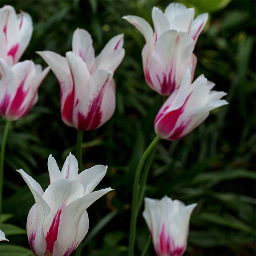 Tulipano Giglio Marilyn (Porto)