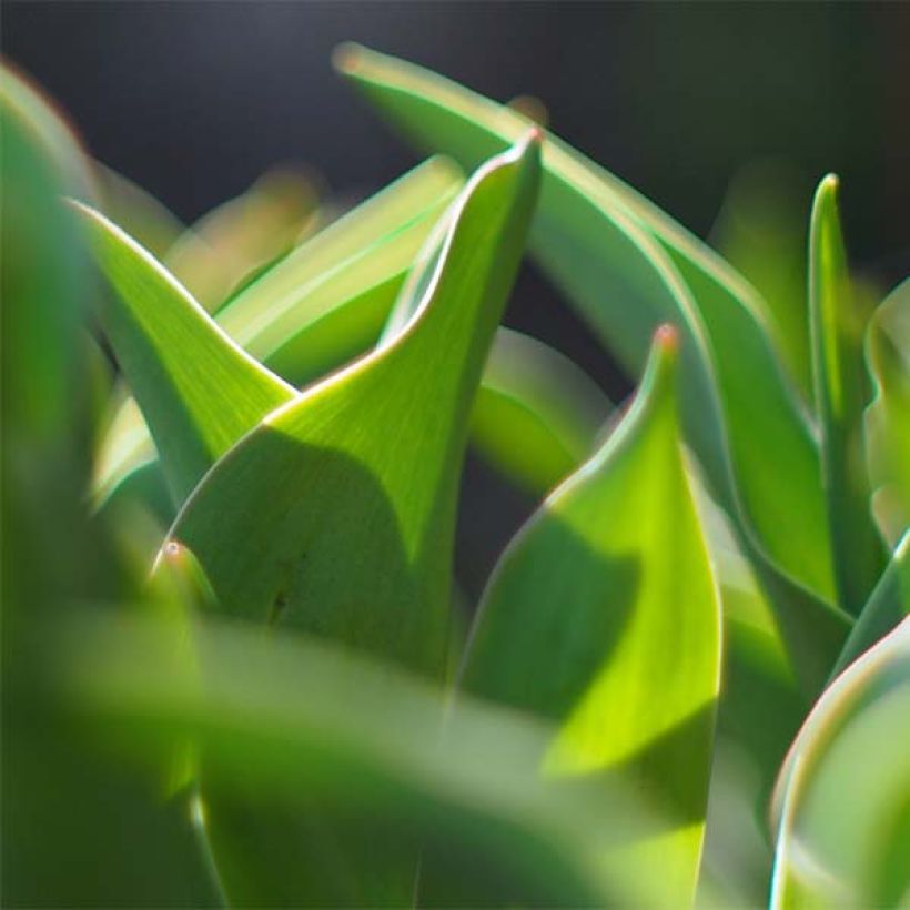 Tulipano Giglio Romano (Fogliame)