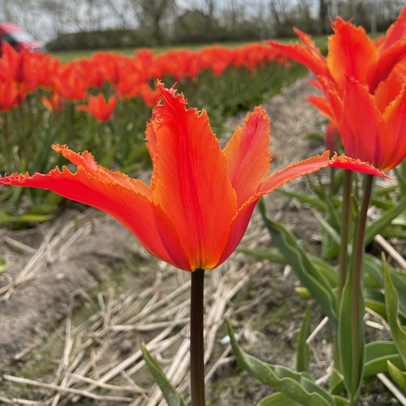 Tulipano Giglio Alexandrine (Fioritura)