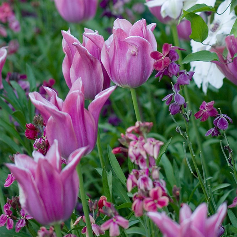 Tulipano Giglio Ballade (Fioritura)