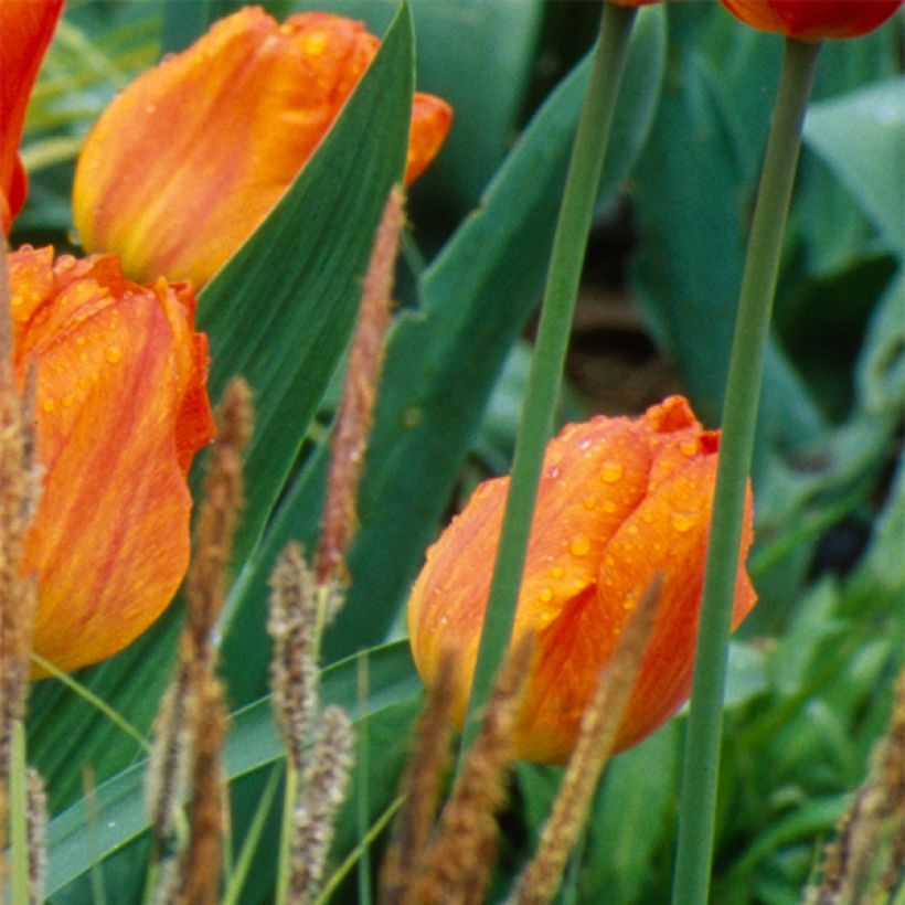 Tulipano Generaal De Wet (Fioritura)