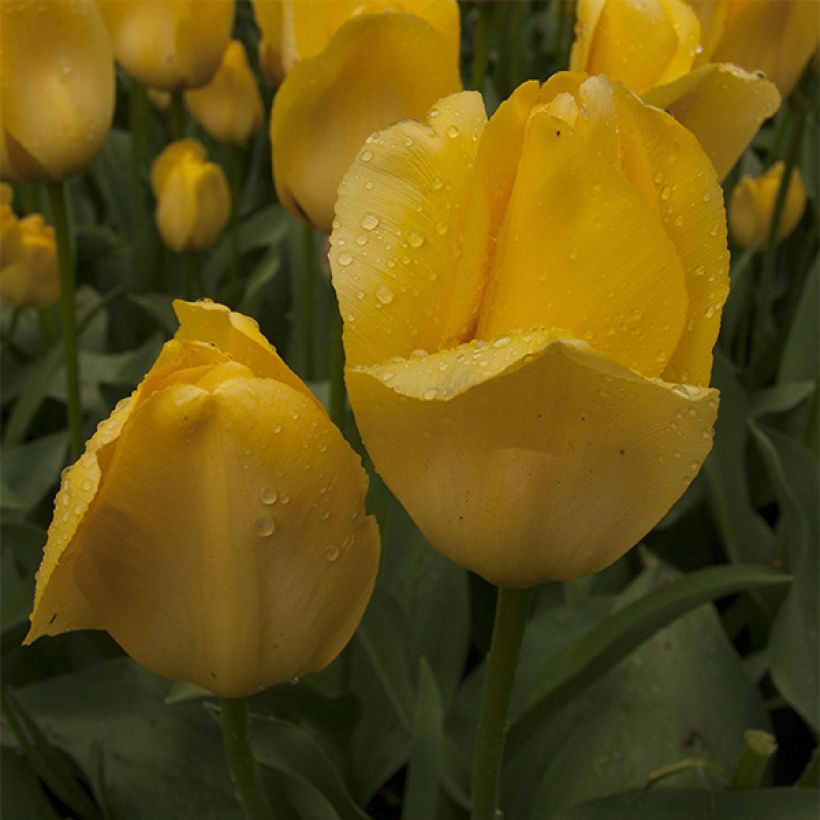 Tulipano Darwin Tulipa (Fioritura)