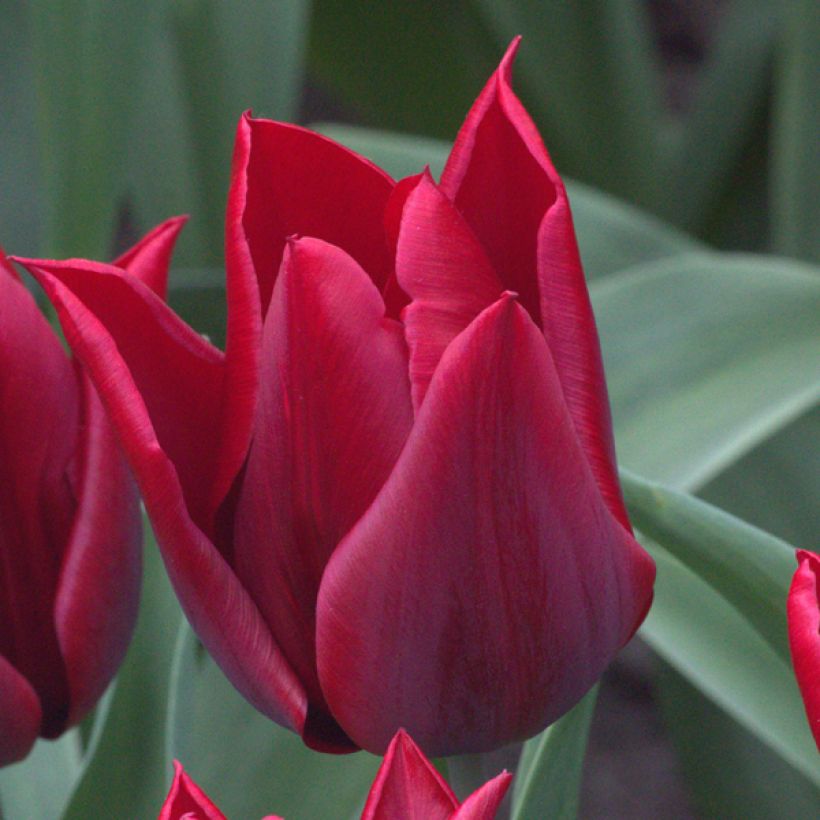 Tulipano Giglio Lasting Love (Fioritura)