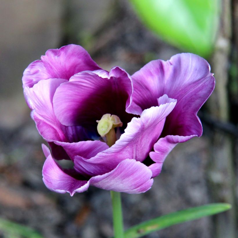 Tulipano Pappagallo Blue Parrot (Fioritura)