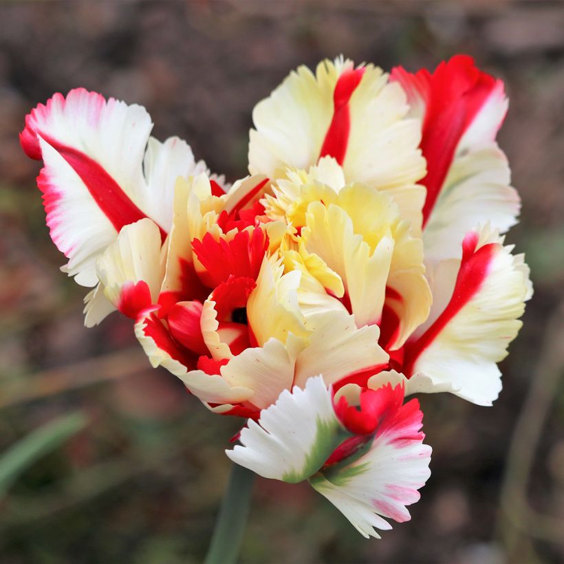 Tulipano Pappagallo Flaming Parrot (Fioritura)