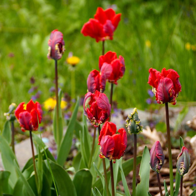 Tulipano Pappagallo Rococo (Porto)