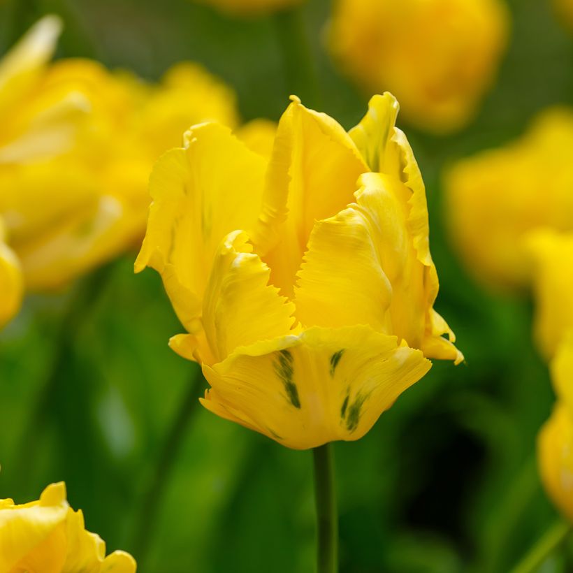 Tulipano Pappagallo Yellow Sun (Fioritura)