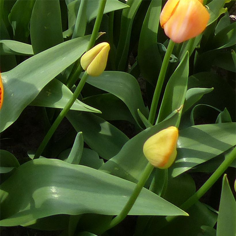 Tulipano Dordogne (Fogliame)