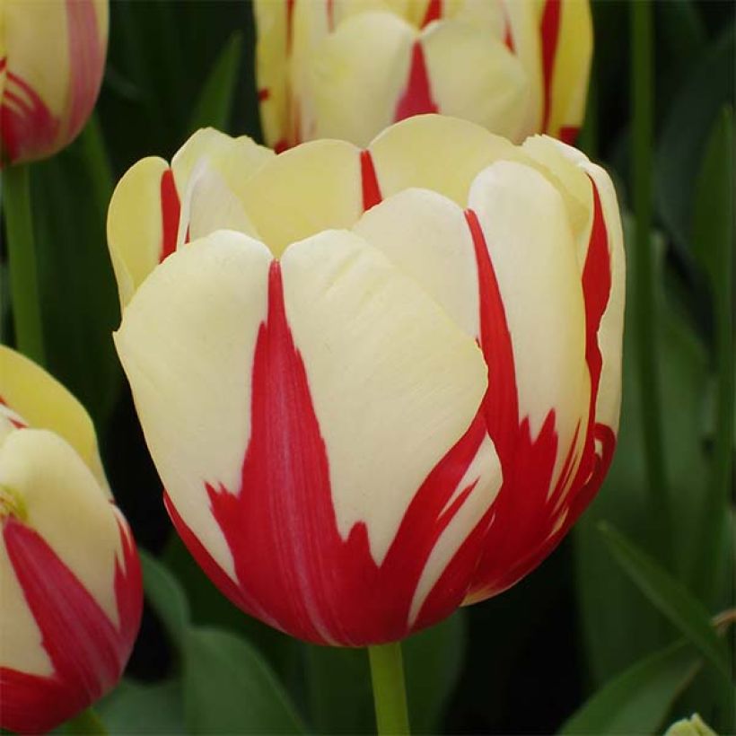 Tulipano World Expression (Fioritura)