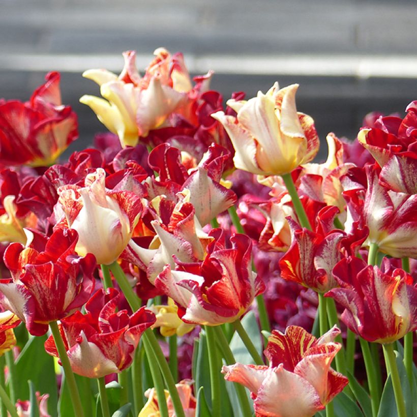 Tulipano Trionfo Flaming Crown (Fioritura)