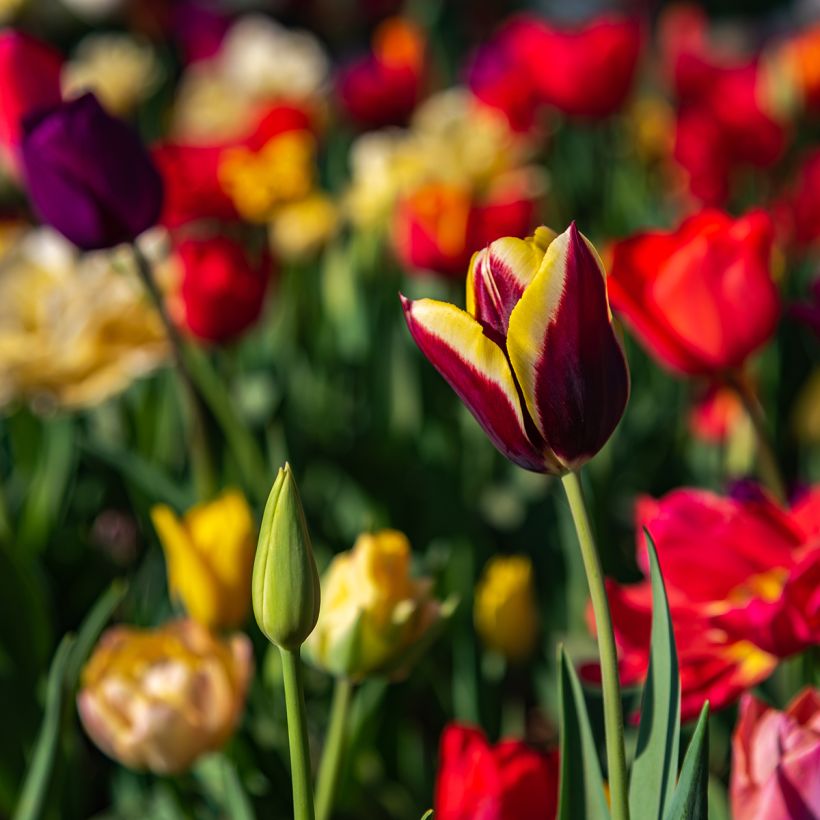 Tulipano Trionfo Gavota (Porto)