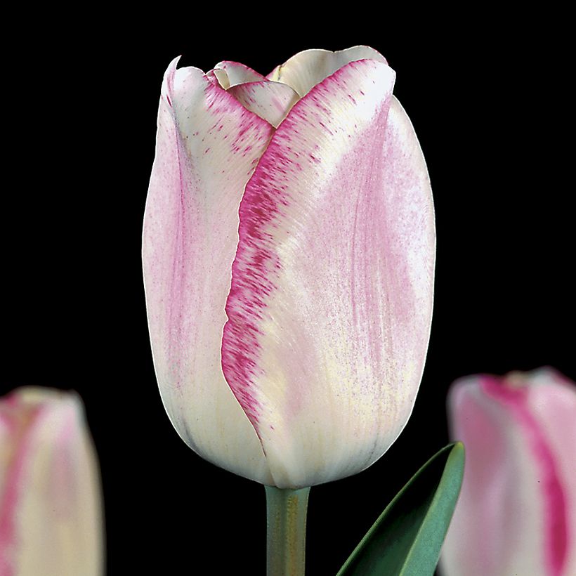 Tulipano Trionfo Mata Hari (Fioritura)