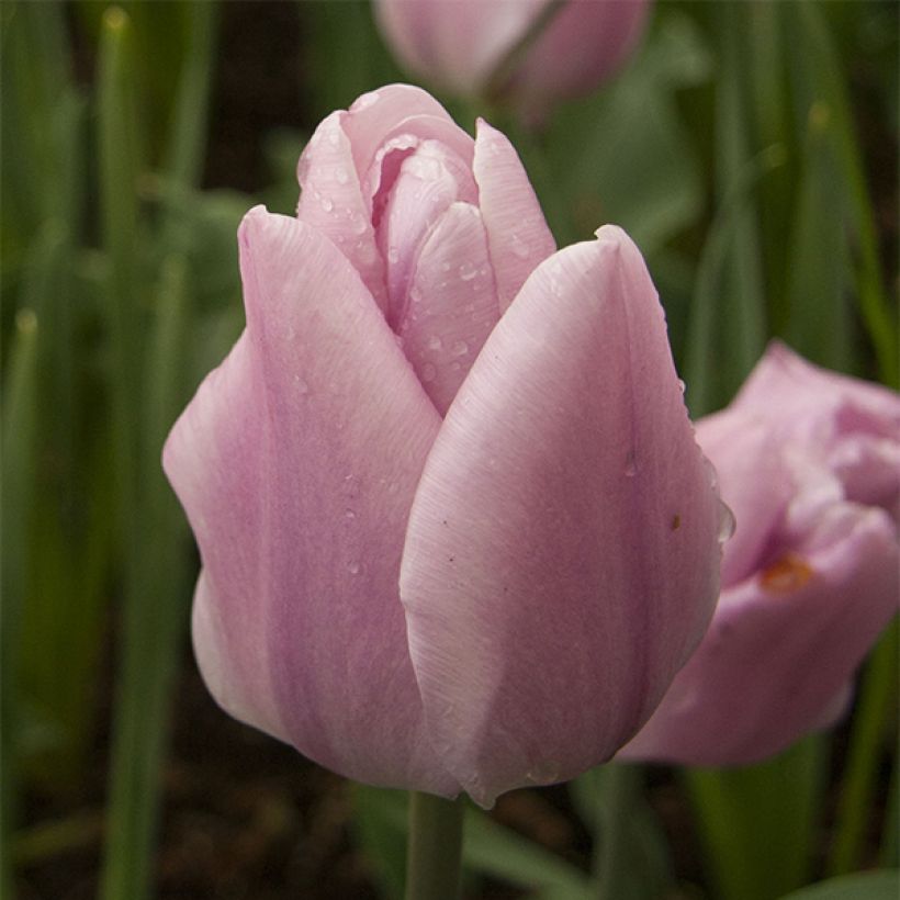 Tulipano Trionfo Synaeda Amor (Fioritura)