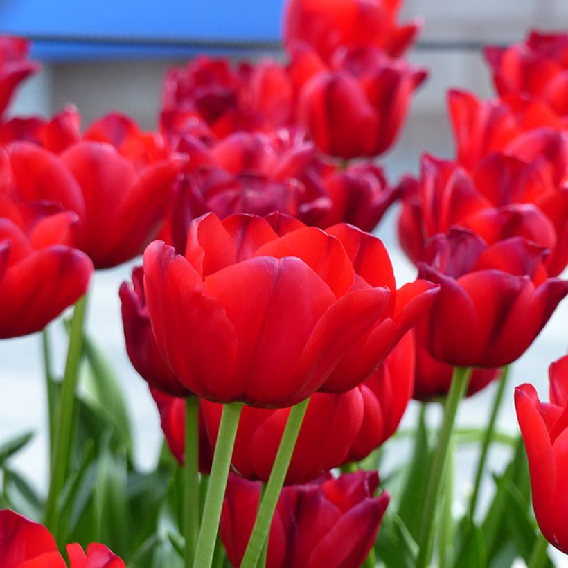 Tulipano Trionfo Unique de France (Fioritura)