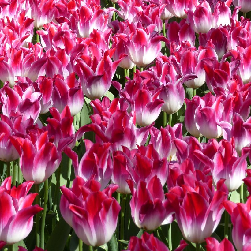 Tulipano Trionfo Whispering Dream (Fioritura)