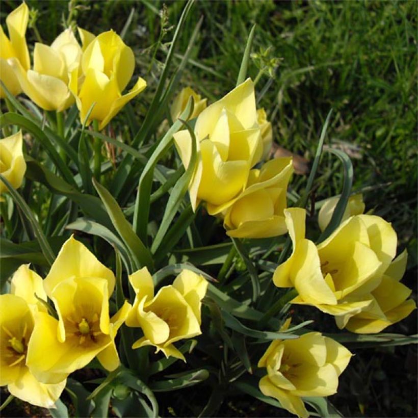 Tulipano linifolia Yellow Jewel - Tulipano botanico (Fioritura)