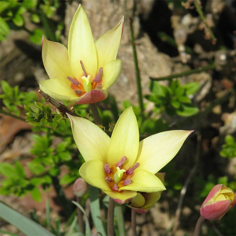 Tulipano clusiana Cynthia (Fioritura)