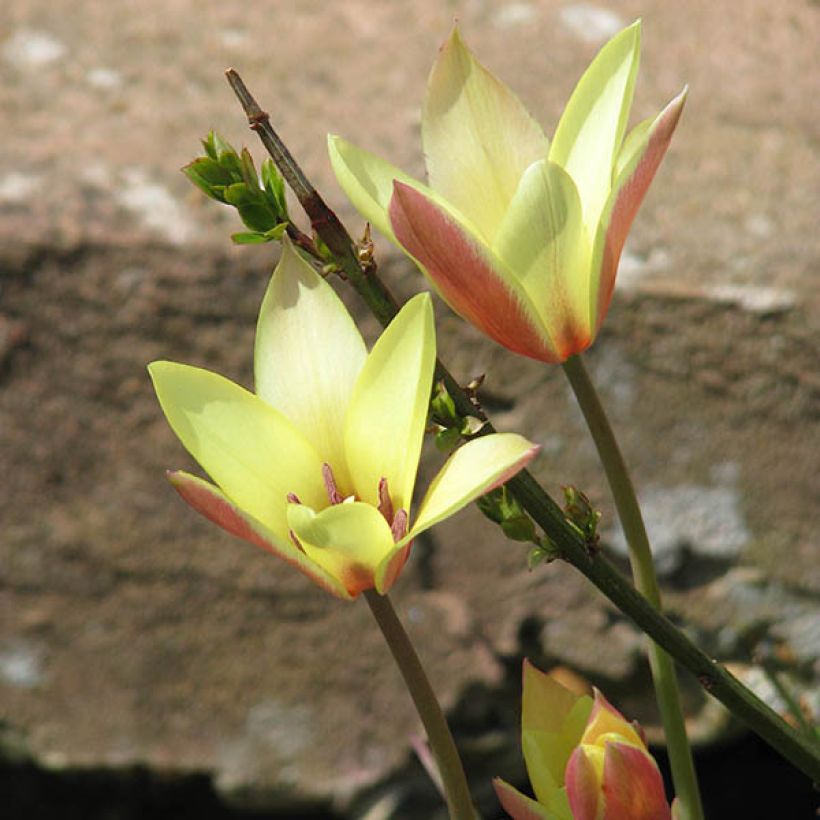 Tulipano clusiana Cynthia (Porto)