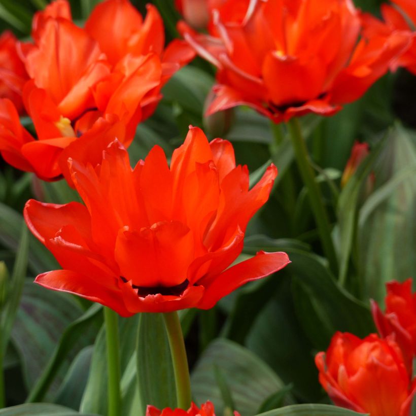 Tulipano greigii Chaperon Rouge Double (Fioritura)