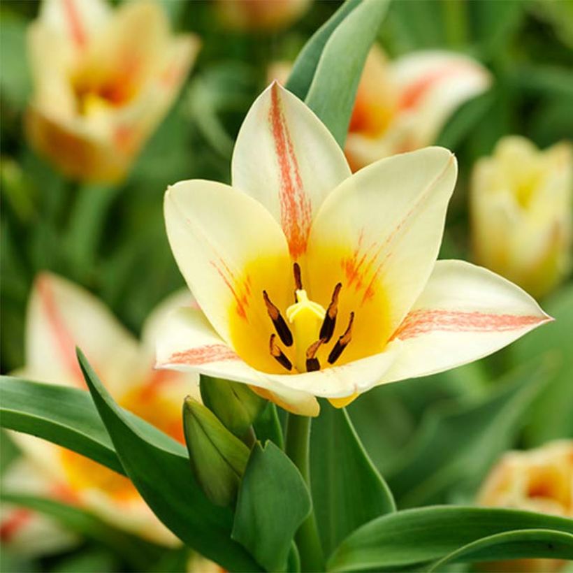 Tulipano greigii Quebec (Fioritura)