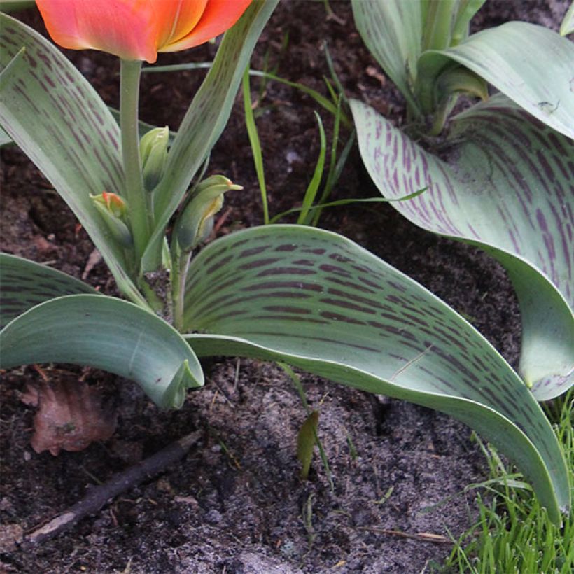 Tulipano greigii Toronto (Fogliame)