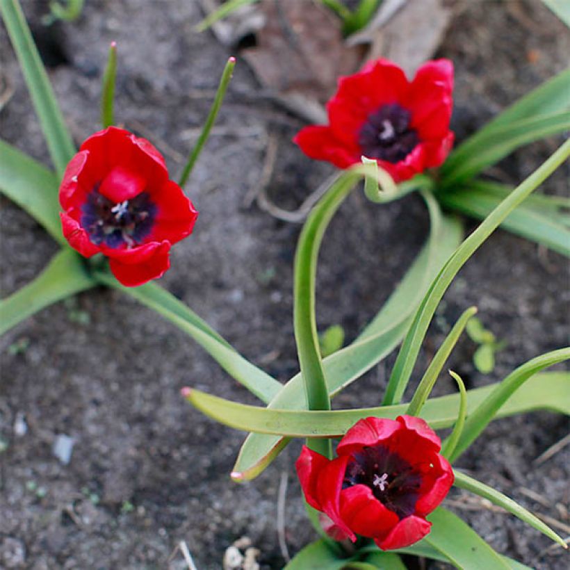 Tulipano humilis Lilliput - Tulipano botanico (Fioritura)