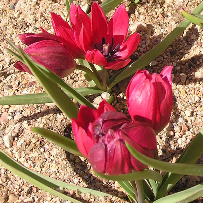 Tulipano humilis Lilliput - Tulipano botanico (Porto)